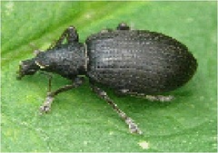 W&uuml;rmer gegen K&auml;fer