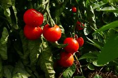 Tomaten-Termine